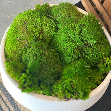 Load image into Gallery viewer, Tilted Moss Container
