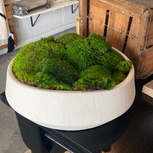 Tilted Moss Container